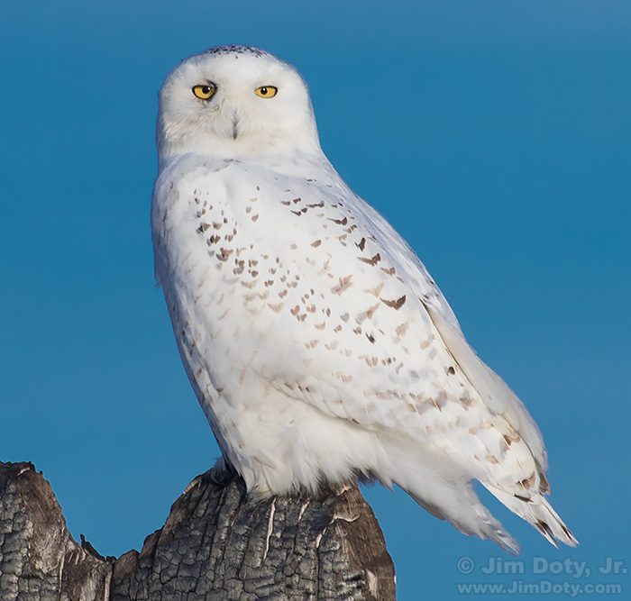 Snowy Owl, Northern Michigan