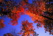 981009-fall-maple-leaves-CBZ33-w7