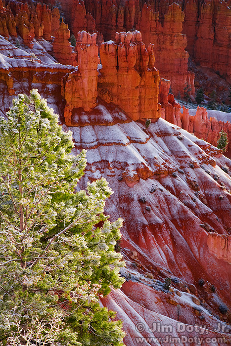 Paintbrush, Aspen Bole and Evergreen Needles, Colorado