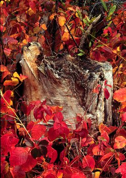 RedStump