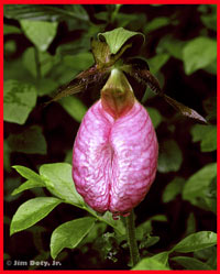 Pink Lady Slipper Orchid, Bishop's Bog, Portage, Michigan