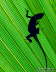 010507_Green_Anole_CUU36_w7