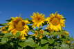 040830_Sunflowers_10D2_6186_w7