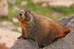 050720_Marmot_20D2_1323_w7