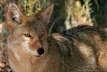 051005_Coyote_RMNP_20D_5256_w7