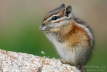 070730_Least_Chipmunk_20D_0392_w7