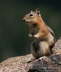 080818_Golden_Mantled_Ground_Squirrel_20D_2426_j4