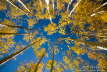 100928_Aspen_Marshall_Pass_5D_4604_w7