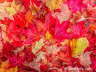 121014-Autumn-Leaves-iP-w9