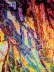 130905-Pine-Bark-iP-2934-w7