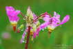 970609_Shooting_Star_BQW33_w7
