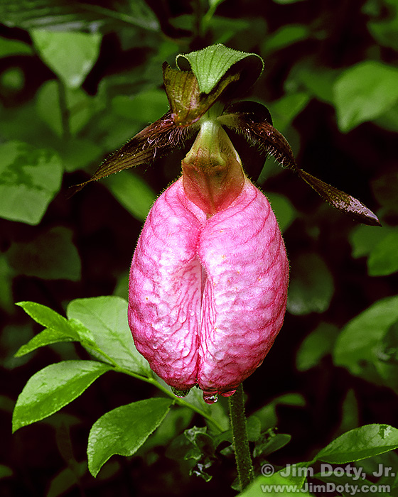 Pink Ladyslipper Orchid. Photo  Jim Doty, Jr.