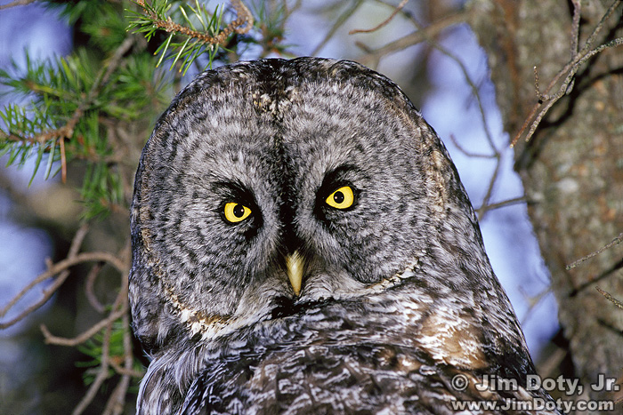 Great Gray Owl