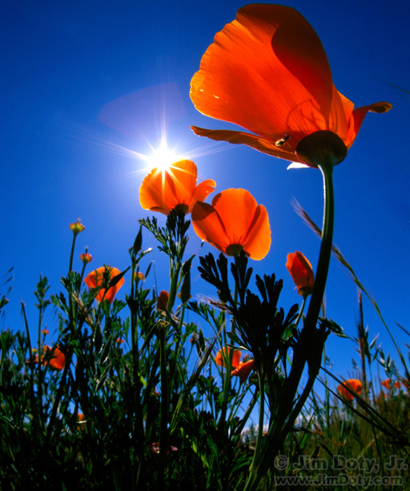 California Poppies