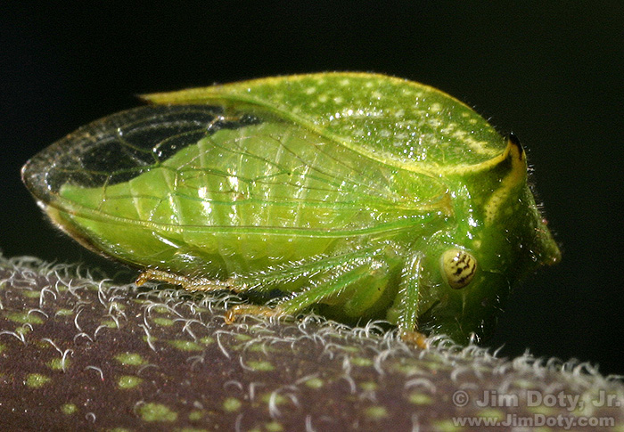 Buffalo Treehopper