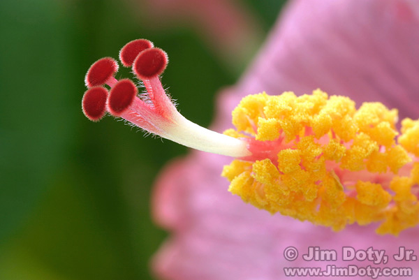 Hibiscus