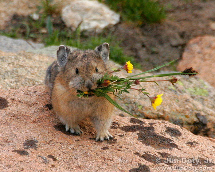 Pika, Colorado