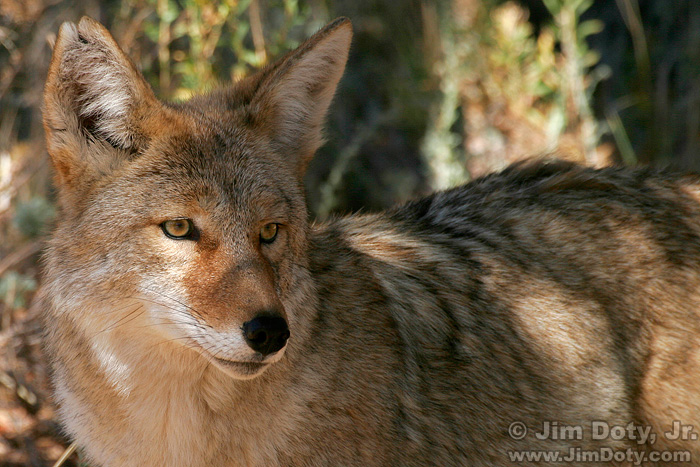 Coyote, Rocky Mountain National Park