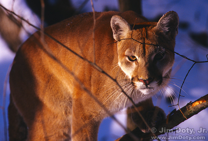 Cougar, Illinois