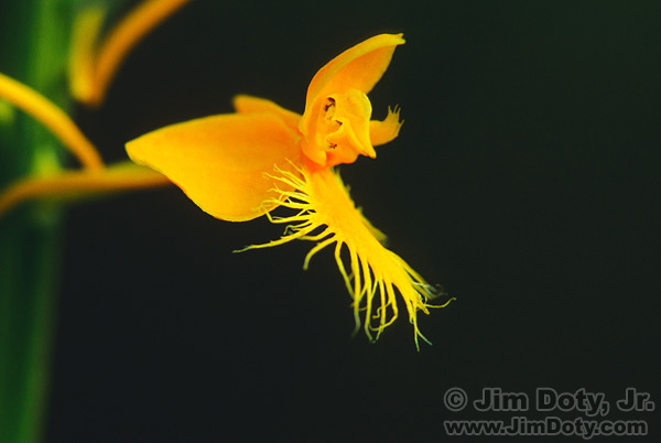 Yellow Fringed Orchid, Bishops Bog Nature Preserve, Michigan