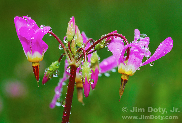 Shooting Star flowers in Colorado. Photo copyright Jim Doty Jr.