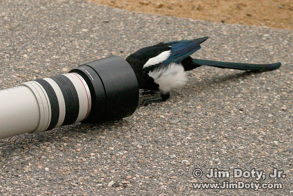 Magpie Meets Lens.