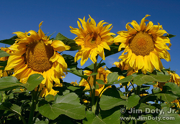 Colorado Sunflowers