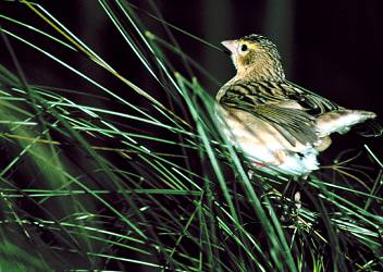 Bishop's Weaver Female