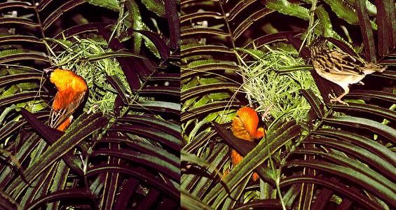 Bishop's Weaver Nest