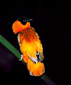 Bishop's Weaver Male