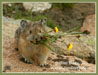 Pika on the Tundra